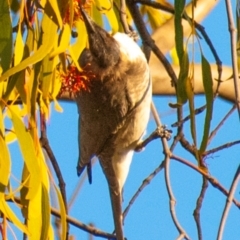 Philemon corniculatus (Noisy Friarbird) at Chiltern-Mt Pilot National Park - 24 Feb 2024 by Petesteamer