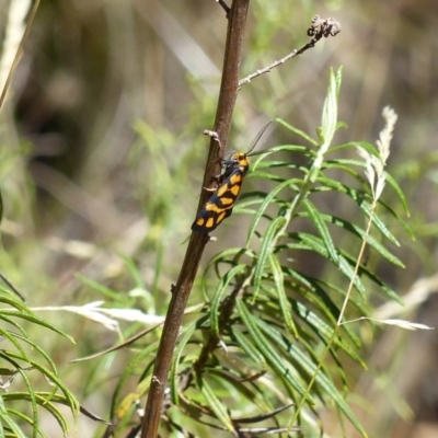 Asura lydia (Lydia Lichen Moth) at Black Mountain - 9 Mar 2024 by ChrisDavey
