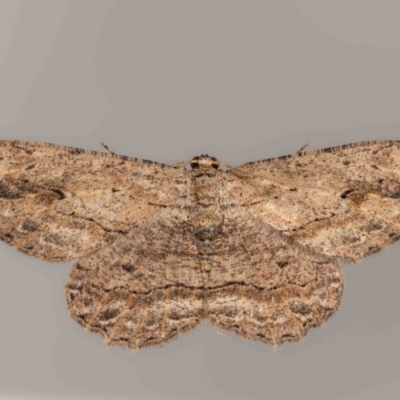 Ectropis excursaria (Common Bark Moth) at QPRC LGA - 9 Mar 2024 by MarkT