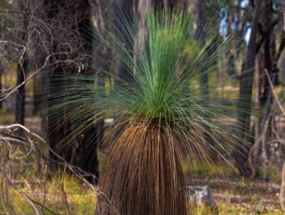 Xanthorrhoea glauca subsp. angustifolia (Grey Grass-tree) at Chiltern-Mt Pilot National Park - 23 Feb 2024 by Petesteamer