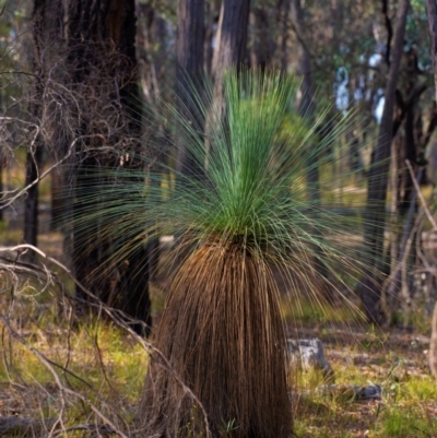 Xanthorrhoea glauca subsp. angustifolia (Grey Grass-tree) at Chiltern-Mt Pilot National Park - 22 Feb 2024 by Petesteamer