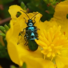 Altica sp. (genus) (Flea beetle) at ANBG - 13 Feb 2024 by BarrieR