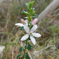 Philotheca buxifolia subsp. obovata at Vincentia, NSW - 18 Aug 2023 by RobG1