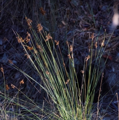 Juncus (genus) (A Rush) at Chiltern-Mt Pilot National Park - 24 Feb 2024 by Petesteamer