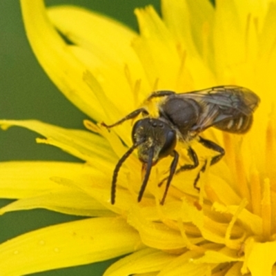 Apiformes (informal group) at  - suppressed by Petesteamer
