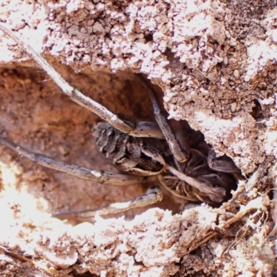 Tasmanicosa sp. (genus) (Tasmanicosa wolf spider) at Mount Painter - 7 Mar 2024 by CathB