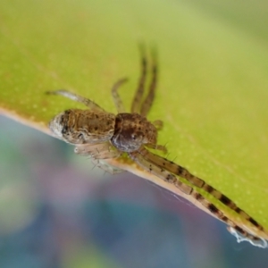 Tmarus marmoreus at Aranda Bushland - 10 Mar 2024