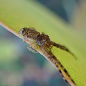 Tmarus marmoreus at Aranda Bushland - 10 Mar 2024