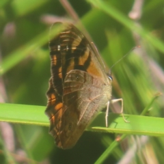 Heteronympha banksii (Banks' Brown) at QPRC LGA - 10 Mar 2024 by MatthewFrawley