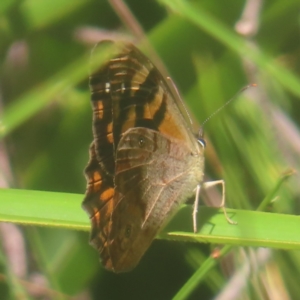 Heteronympha banksii at Monga National Park - suppressed