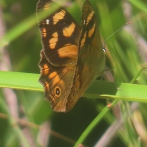 Heteronympha banksii at Monga National Park - suppressed