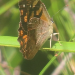 Heteronympha banksii at Monga National Park - 10 Mar 2024