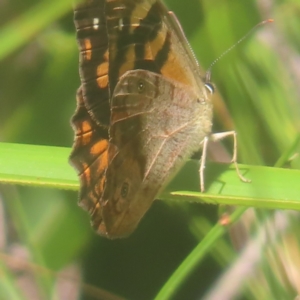 Heteronympha banksii at Monga National Park - suppressed