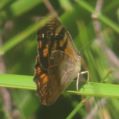 Heteronympha banksii at Monga National Park - suppressed