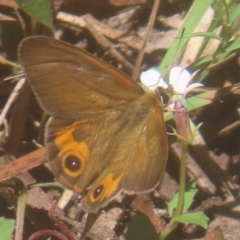 Hypocysta metirius (Brown Ringlet) at Monga, NSW - 10 Mar 2024 by MatthewFrawley