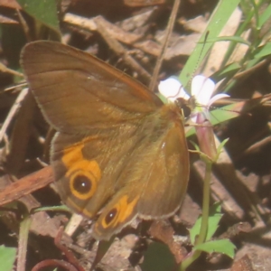 Hypocysta metirius at QPRC LGA - 10 Mar 2024 11:39 AM