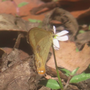 Hypocysta metirius at QPRC LGA - 10 Mar 2024