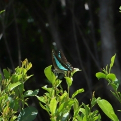 Graphium choredon (Blue Triangle) at Wellington Point, QLD - 9 Mar 2024 by TimL