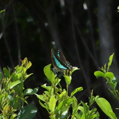 Unidentified Swallowtail (Papilionidae) at Wellington Point, QLD - 9 Mar 2024 by TimL