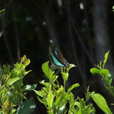 Graphium choredon (Blue Triangle) at Wellington Point, QLD - 9 Mar 2024 by TimL