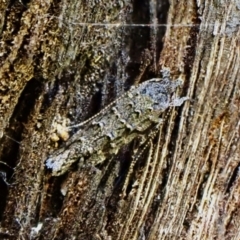 Leptozestis and Trachydora (genera) (A cosmet moth) at Aranda, ACT - 9 Mar 2024 by CathB