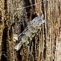 Leptozestis and Trachydora (genera) at Aranda Bushland - 10 Mar 2024