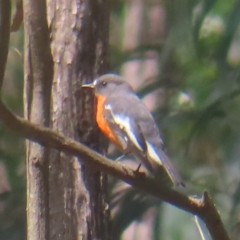 Petroica phoenicea (Flame Robin) at Monga National Park - 10 Mar 2024 by MatthewFrawley