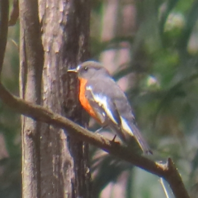 Petroica phoenicea (Flame Robin) at Monga, NSW - 10 Mar 2024 by MatthewFrawley