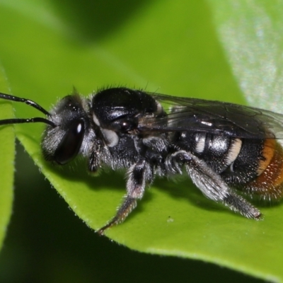 Unidentified Bee (Hymenoptera, Apiformes) by TimL