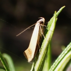 Phauloplana illuta (A concealer moth) at Aranda Bushland - 9 Mar 2024 by CathB