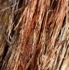 Oedosmylus tasmaniensis (Lacewing) at Aranda Bushland - 9 Mar 2024 by CathB