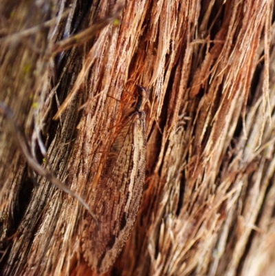 Oedosmylus tasmaniensis (Lacewing) at Aranda Bushland - 9 Mar 2024 by CathB