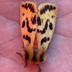 Ardices curvata (Crimson Tiger Moth) at Hume, ACT - 10 Mar 2024 by SteveBorkowskis