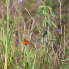 Acraea terpsicore (Tawny Coster) at Maroochy River, QLD - 28 Dec 2023 by Liam.m