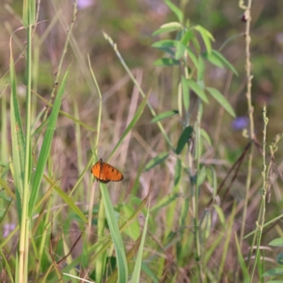 Acraea terpsicore (Tawny Coster) at Maroochy River, QLD - 28 Dec 2023 by Liam.m