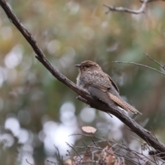 Cacomantis variolosus (Brush Cuckoo) at Carwoola, NSW - 16 Jan 2024 by Liam.m