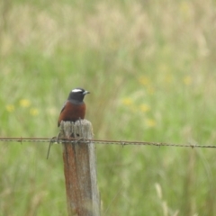 Artamus superciliosus (White-browed Woodswallow) at QPRC LGA - 5 Jan 2024 by Liam.m