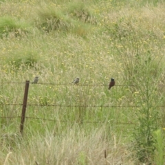 Artamus superciliosus at QPRC LGA - suppressed