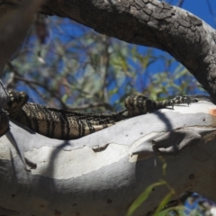 Varanus varius (Lace Monitor) at Lower Borough, NSW - 29 Jan 2024 by Liam.m