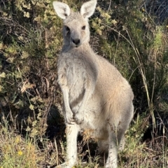 Macropus giganteus (Eastern Grey Kangaroo) at Wanniassa Hill - 9 Mar 2024 by thegraduatesunfly