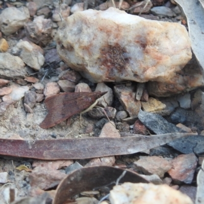 Uresiphita ornithopteralis (Tree Lucerne Moth) at Carwoola, NSW - 7 Mar 2024 by Liam.m