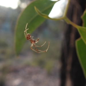 Phonognatha graeffei at QPRC LGA - 7 Mar 2024 07:10 PM