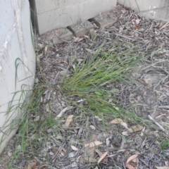 Setaria parviflora (Slender Pigeon Grass) at QPRC LGA - 7 Mar 2024 by Liam.m