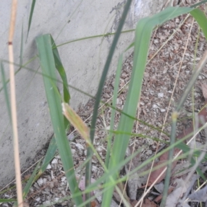 Phalaris aquatica at QPRC LGA - 7 Mar 2024