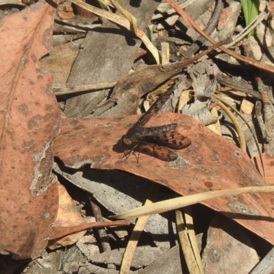 Aleucosia sp. (genus) (Bee Fly) at QPRC LGA - 9 Mar 2024 by Liam.m