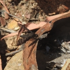 Aleucosia sp. (genus) at QPRC LGA - 9 Mar 2024