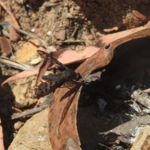 Aleucosia sp. (genus) at QPRC LGA - 9 Mar 2024