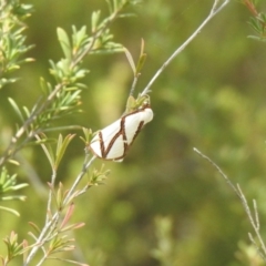 Thalaina clara (Clara's Satin Moth) at Carwoola, NSW - 9 Mar 2024 by Liam.m