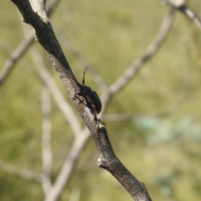 Ancita sp. (genus) (Longicorn or longhorn beetle) at Carwoola, NSW - 9 Mar 2024 by Liam.m