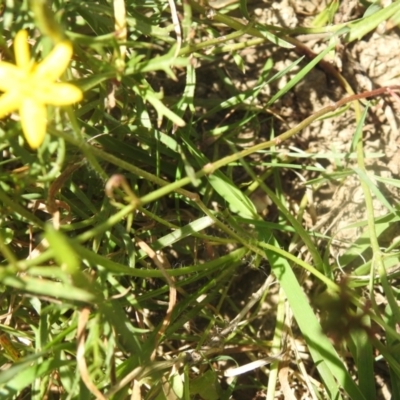 Hypoxis hygrometrica (Golden Weather-grass) at QPRC LGA - 9 Mar 2024 by Liam.m
